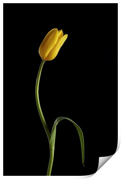 Tulip Print by Gary Lewis