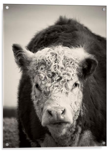 Portait of a cow Acrylic by Edward Fielding