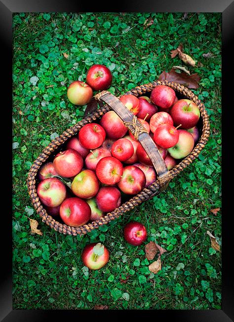 Fresh picked apples Framed Print by Edward Fielding
