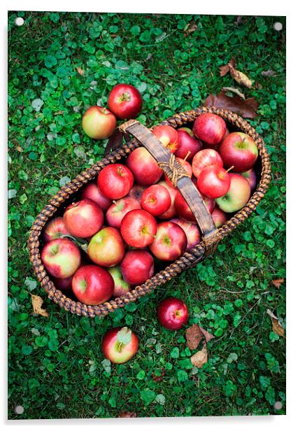Fresh picked apples Acrylic by Edward Fielding