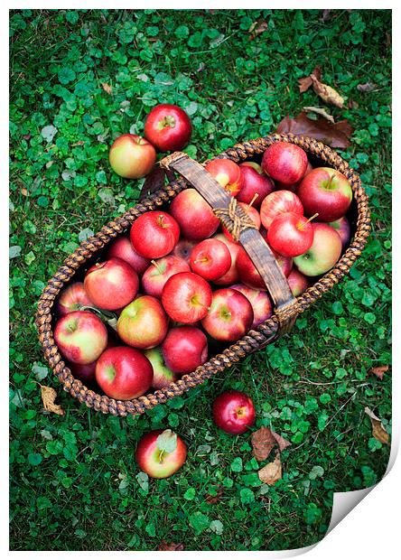 Fresh picked apples Print by Edward Fielding