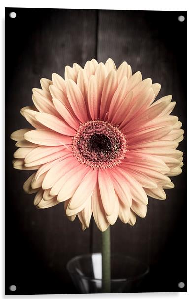 Aged flower Acrylic by Edward Fielding