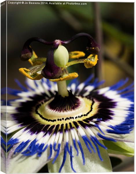 passion flower. Canvas Print by Jo Beerens
