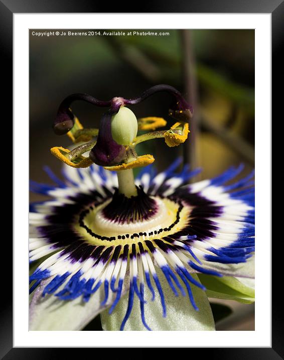 passion flower. Framed Mounted Print by Jo Beerens