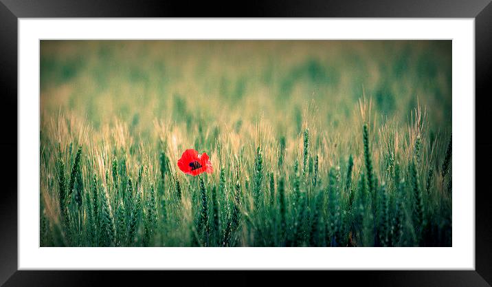One red poppy Framed Mounted Print by Paul Simpson