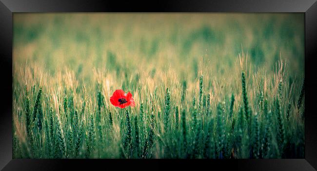 One red poppy Framed Print by Paul Simpson