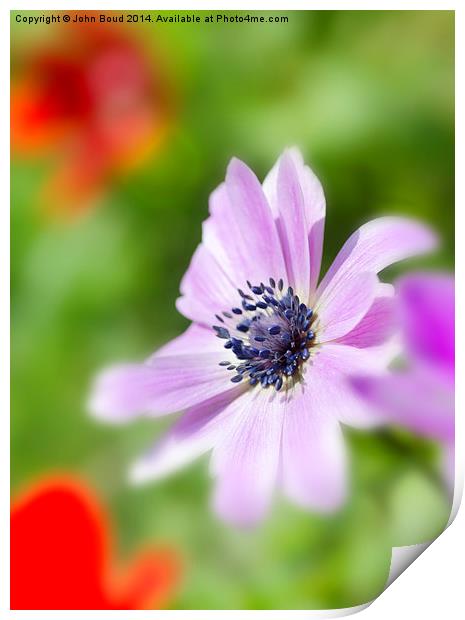 anemone flower Print by John Boud