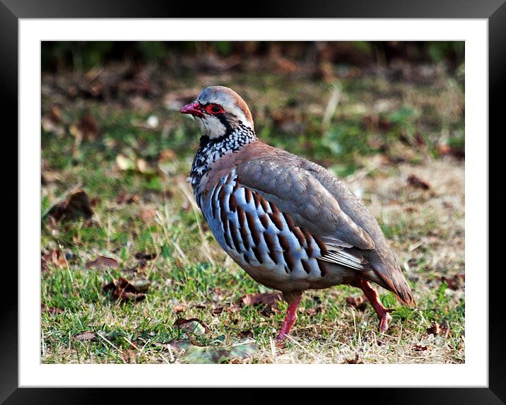 Red Legged Partridge Framed Mounted Print by Michael Crawford