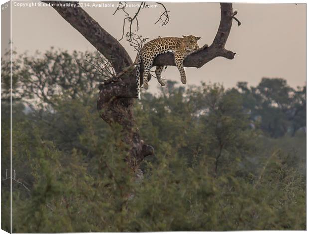 A Leopard at rest in Kruger Park Canvas Print by colin chalkley
