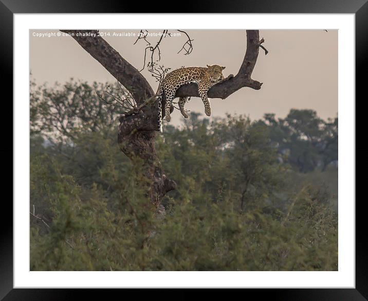 A Leopard at rest in Kruger Park Framed Mounted Print by colin chalkley