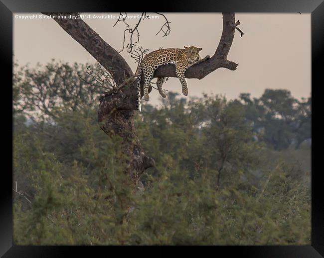A Leopard at rest in Kruger Park Framed Print by colin chalkley