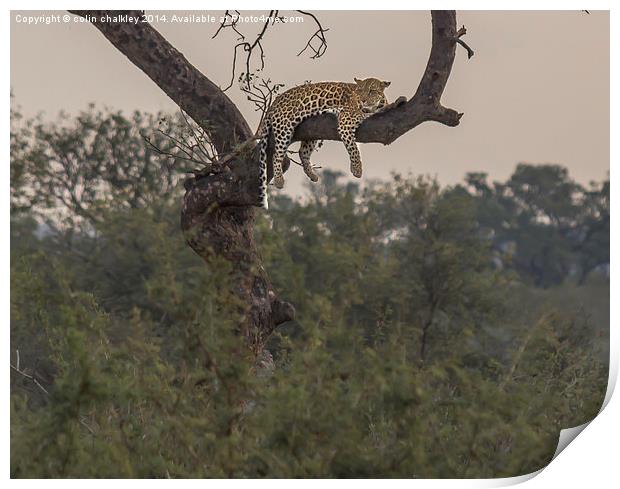 A Leopard at rest in Kruger Park Print by colin chalkley