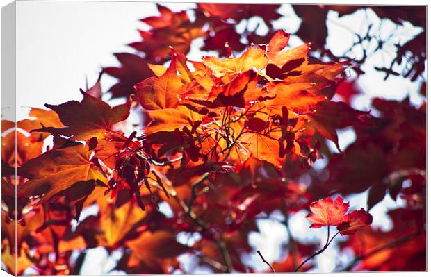 Red Acer Canvas Print by keith sutton