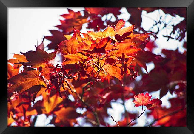 Red Acer Framed Print by keith sutton