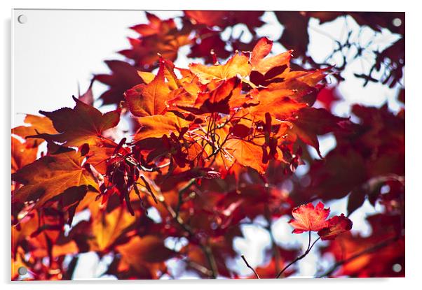 Red Acer Acrylic by keith sutton