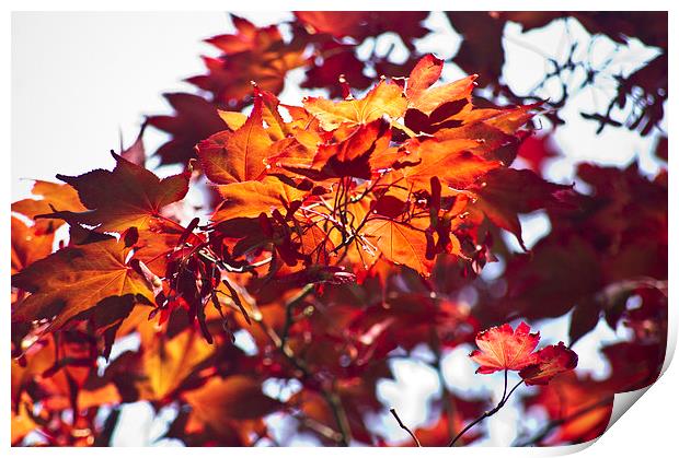 Red Acer Print by keith sutton