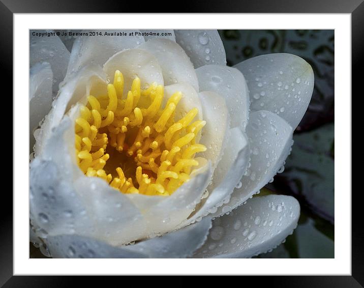 white water lily Framed Mounted Print by Jo Beerens