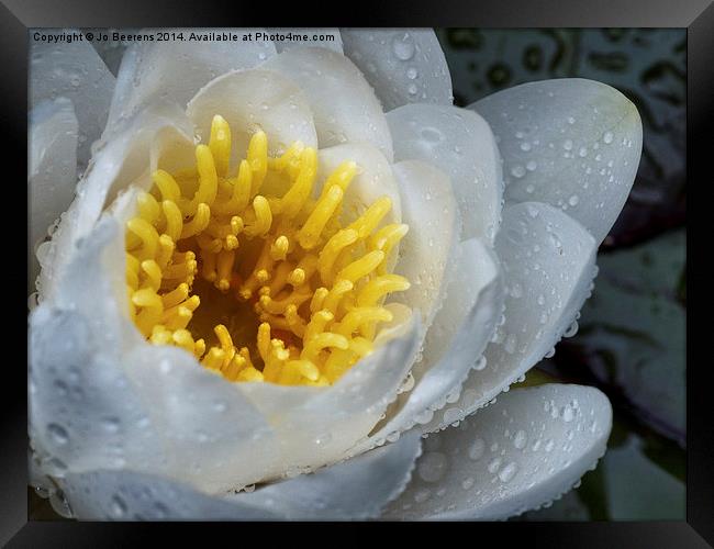 white water lily Framed Print by Jo Beerens