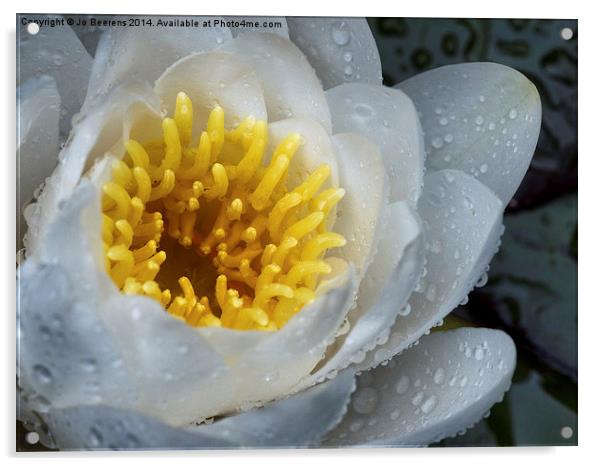 white water lily Acrylic by Jo Beerens