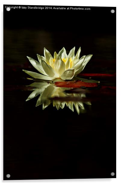 Waterlily and reflection Acrylic by Izzy Standbridge