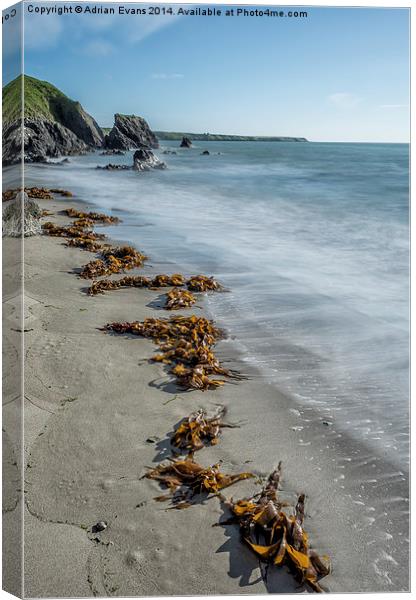 Seaweed Beach Canvas Print by Adrian Evans