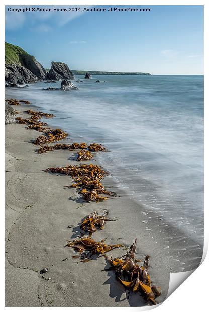 Seaweed Beach Print by Adrian Evans