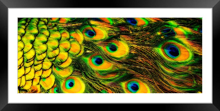 Peacock feathers, close-up Framed Mounted Print by Bernd Tschakert