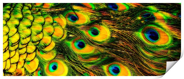 Peacock feathers, close-up Print by Bernd Tschakert