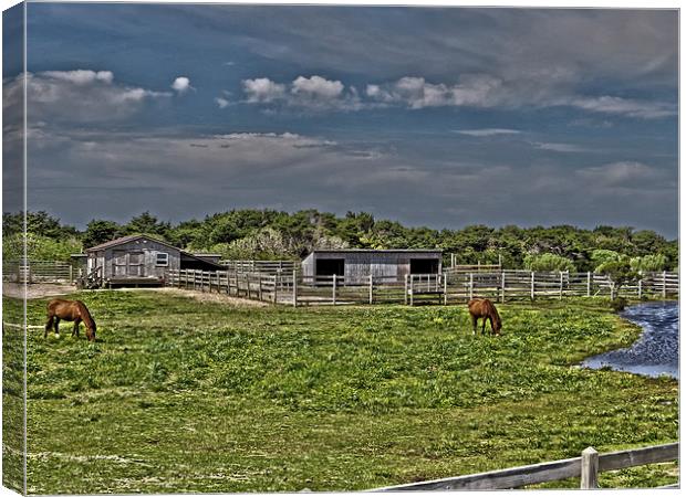 Ponies of Ocracoke Canvas Print by Tom and Dawn Gari