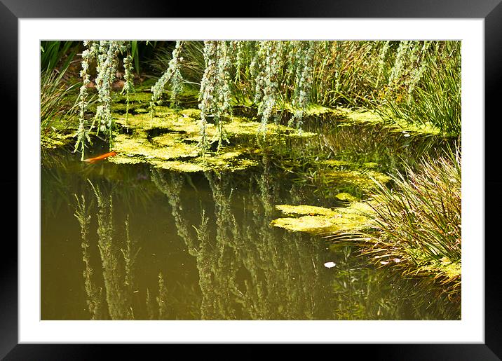 stillness Framed Mounted Print by keith sutton