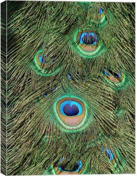 peacock feathers Canvas Print by Susmita Mishra