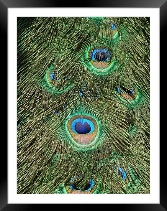peacock feathers Framed Mounted Print by Susmita Mishra