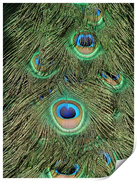 peacock feathers Print by Susmita Mishra