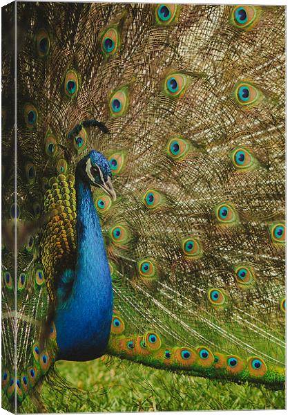 Peacock Canvas Print by Joanna Pantigoso
