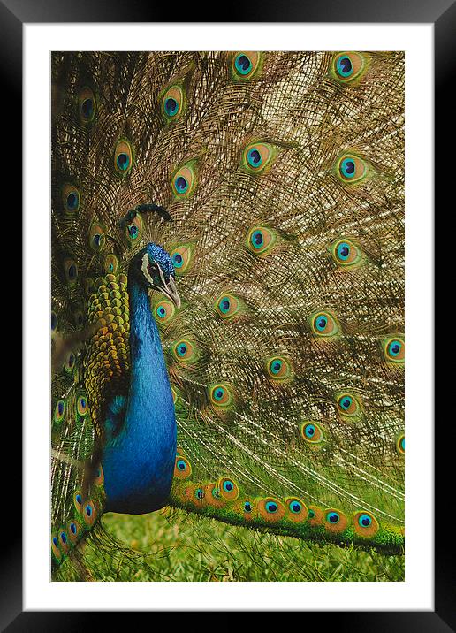 Peacock Framed Mounted Print by Joanna Pantigoso