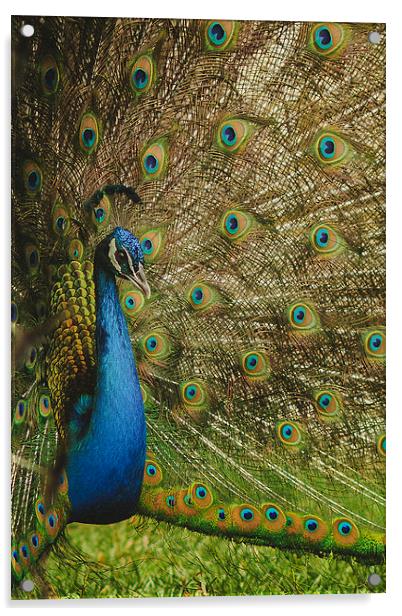 Peacock Acrylic by Joanna Pantigoso
