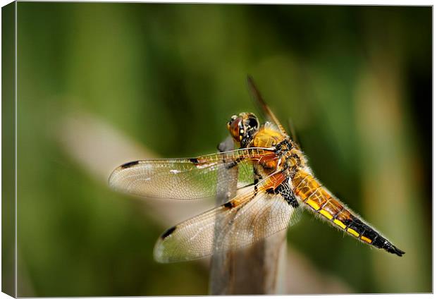 FOUR - SPOTTED CHASER Canvas Print by Anthony R Dudley (LRPS)