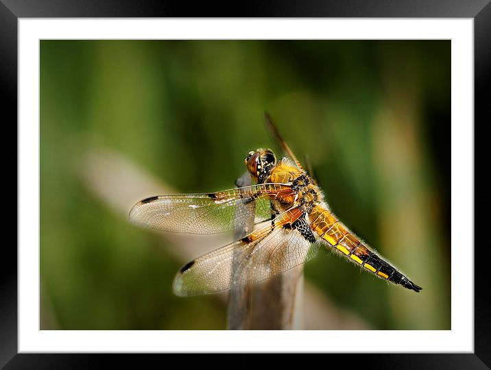 FOUR - SPOTTED CHASER Framed Mounted Print by Anthony R Dudley (LRPS)