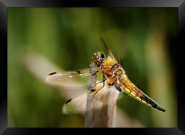 FOUR - SPOTTED CHASER Framed Print by Anthony R Dudley (LRPS)