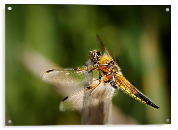 FOUR - SPOTTED CHASER Acrylic by Anthony R Dudley (LRPS)