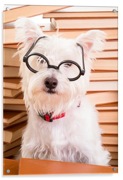 Bookworm Dog Acrylic by Edward Fielding
