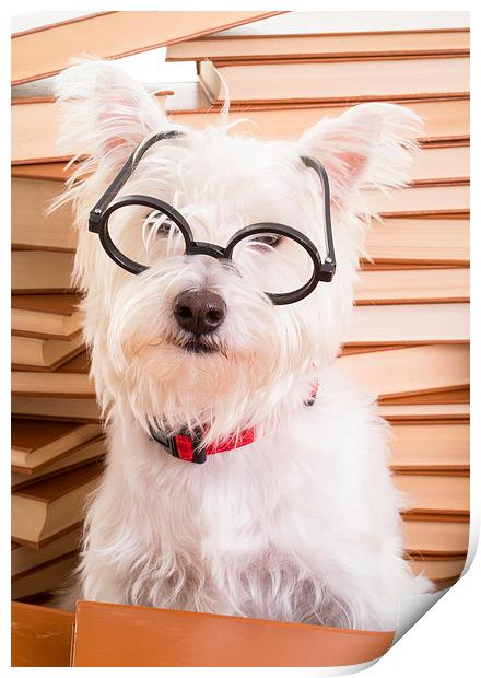 Bookworm Dog Print by Edward Fielding