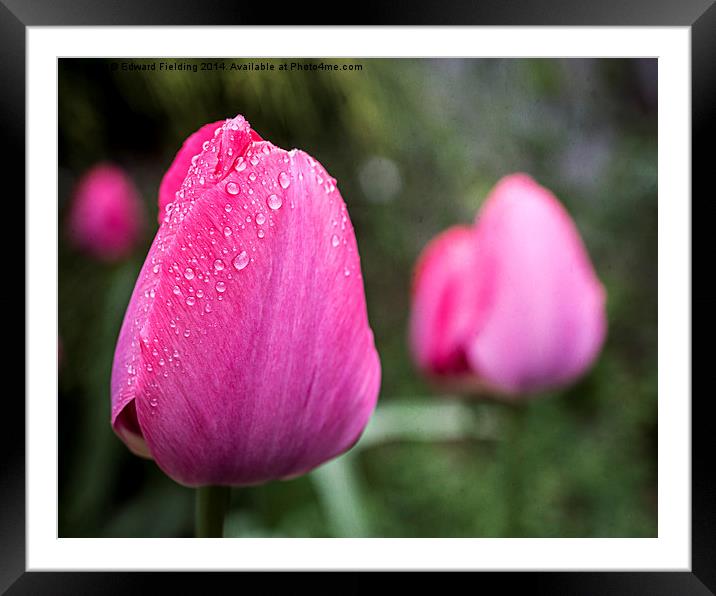 Spring Tulips Framed Mounted Print by Edward Fielding