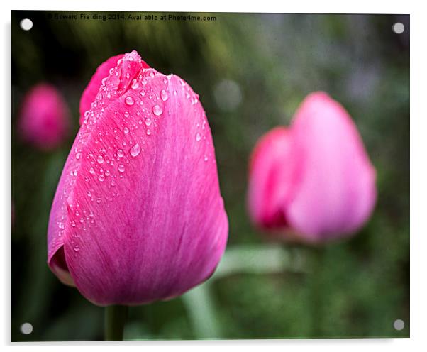 Spring Tulips Acrylic by Edward Fielding