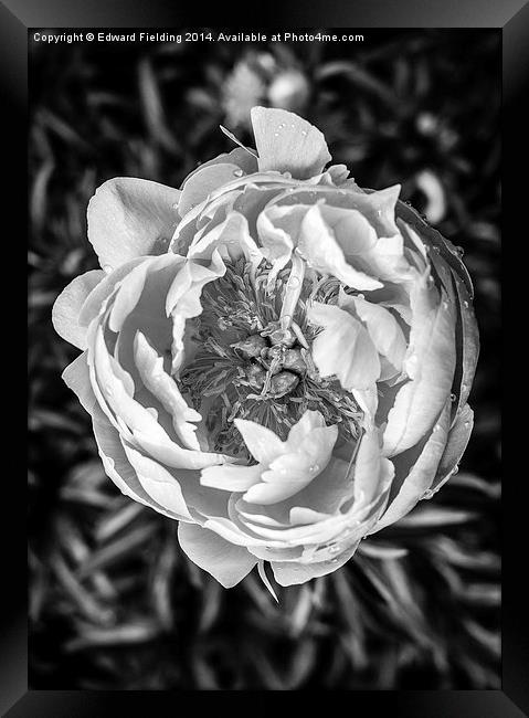 Peony flower in black and white Framed Print by Edward Fielding