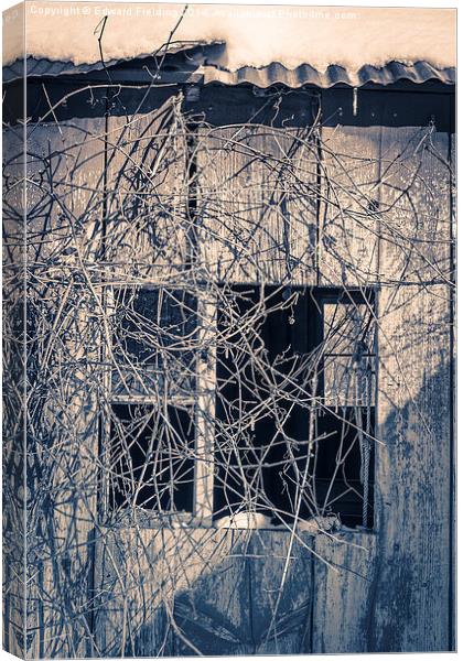 Old shack covered in twisty vines Canvas Print by Edward Fielding