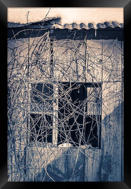 Old shack covered in twisty vines Framed Print by Edward Fielding