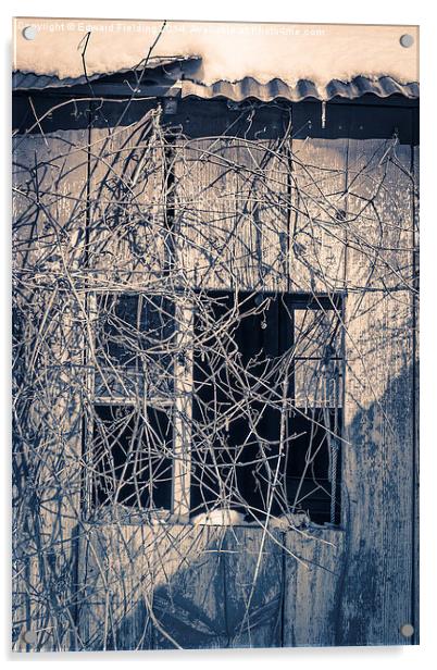 Old shack covered in twisty vines Acrylic by Edward Fielding