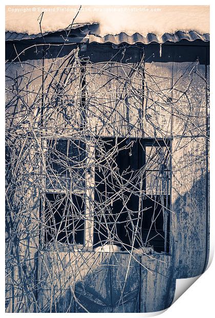 Old shack covered in twisty vines Print by Edward Fielding