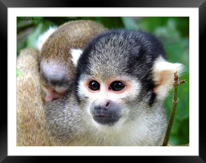 Squirrel Monkey with Baby Framed Mounted Print by Jacqui Farrell